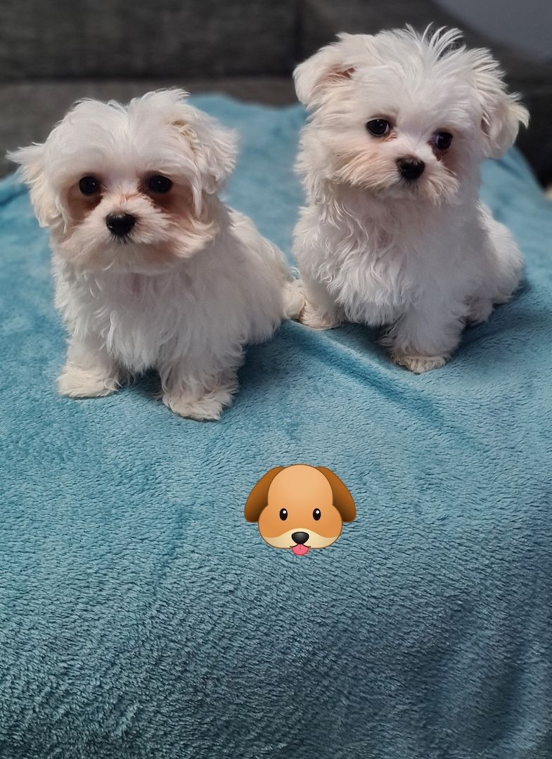 Reinrassige Malteser Welpen