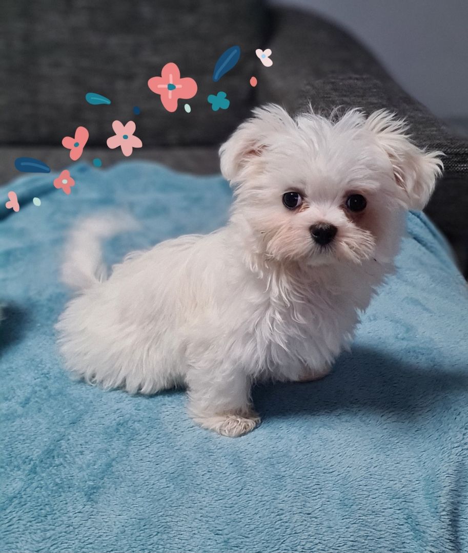 Reinrassige Malteser Welpen