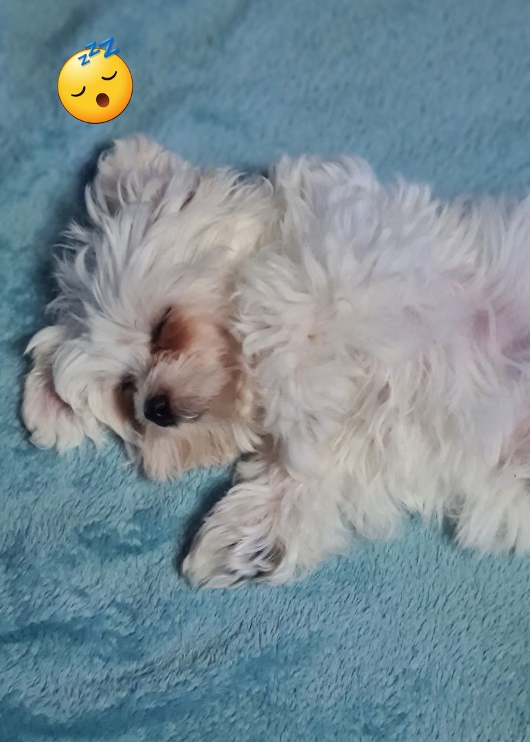 Reinrassige Malteser Welpen