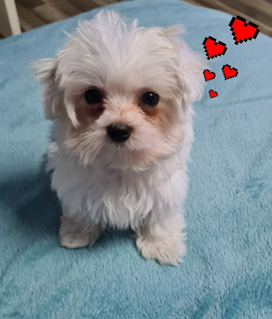 Reinrassige Malteser Welpen