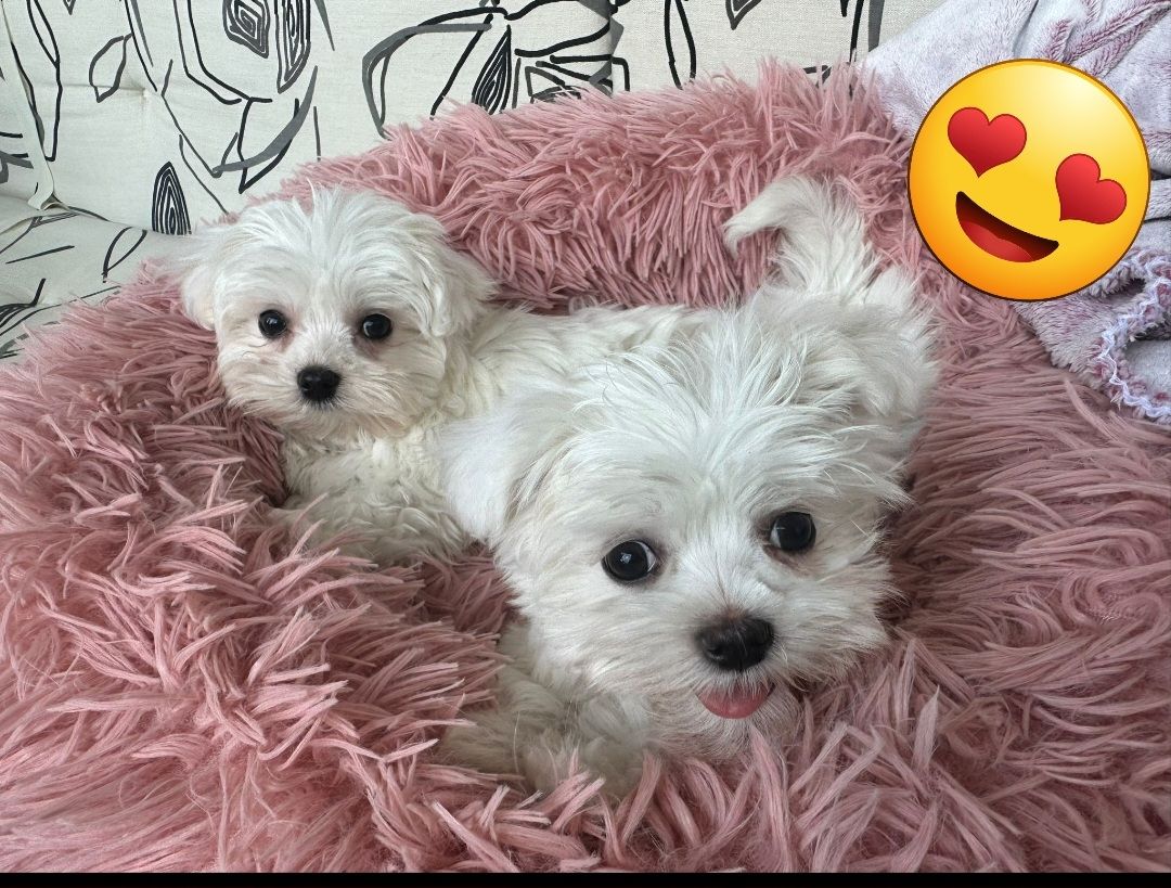 Reinrassige Malteser Welpen