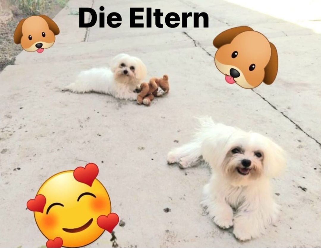 Reinrassige Malteser Welpen