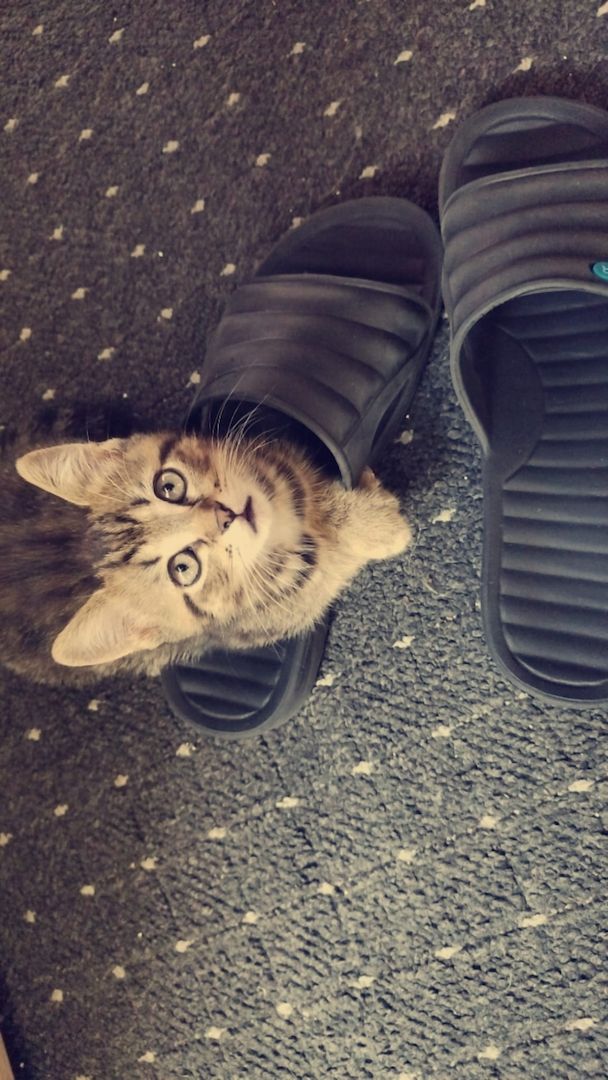 Perser-Siam Main Coon Mix