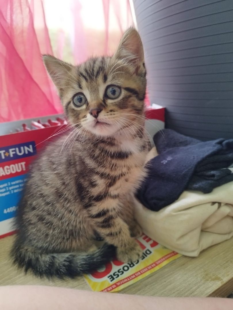 Perser-Siam Main Coon Mix