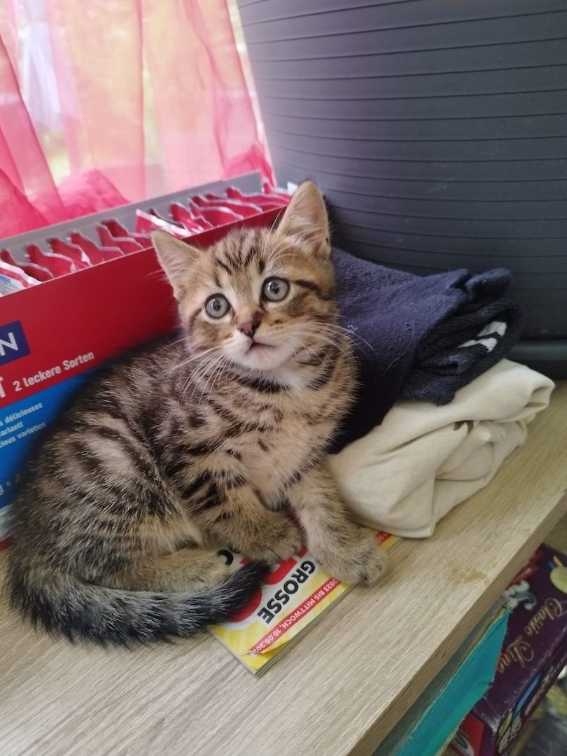 Perser-Siam Main Coon Mix