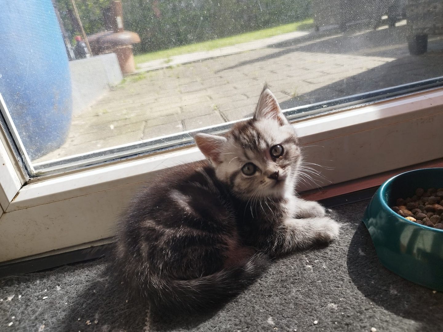 Perser-Siam Main Coon Mix