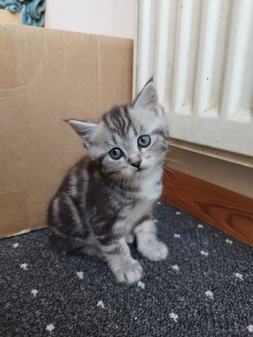 Perser-Siam Main Coon Mix