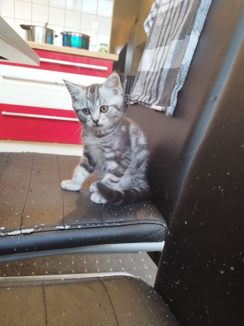 Perser-Siam Main Coon Mix