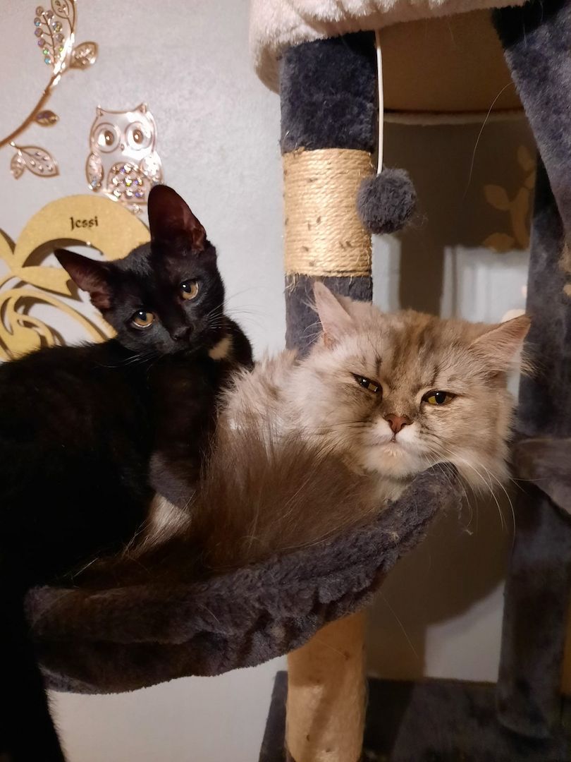 Perser-Siam Main Coon Mix