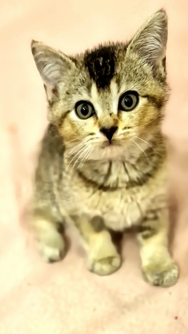 BKH Kitten
