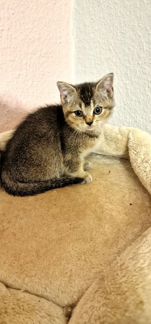 BKH Kitten