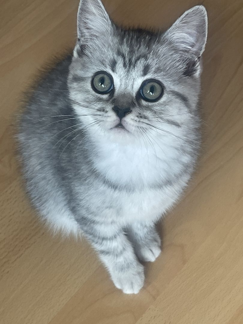 Kitten sofort Abgabe bereit