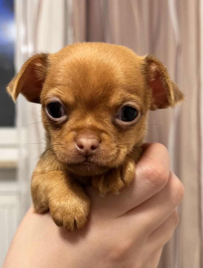Chihuahua Welpen Chihuahua Welpen