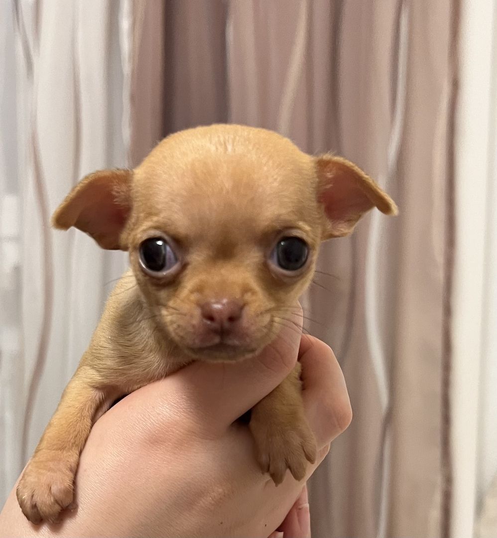 Chihuahua Welpen Chihuahua Welpen