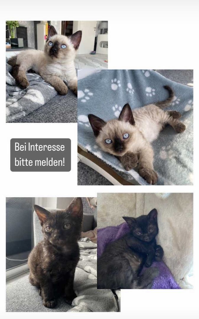 Süse Kitten 11Wochen alt