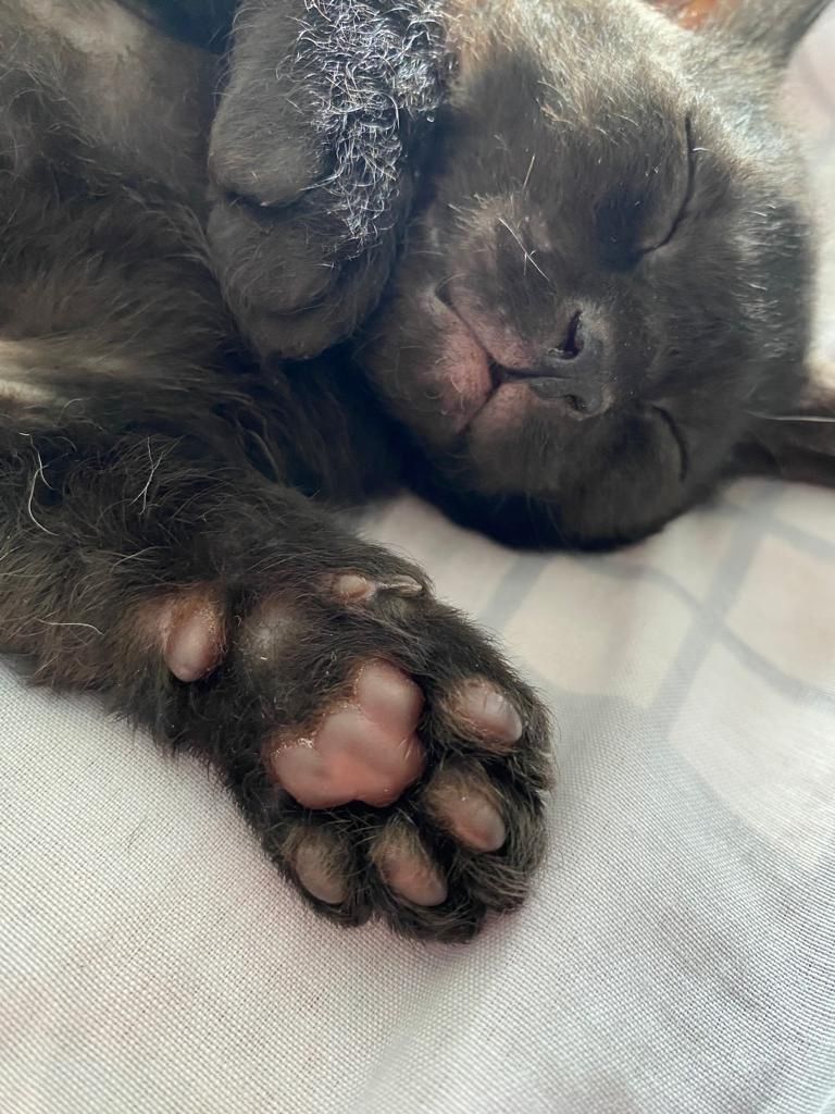 Süse Kitten 11Wochen alt