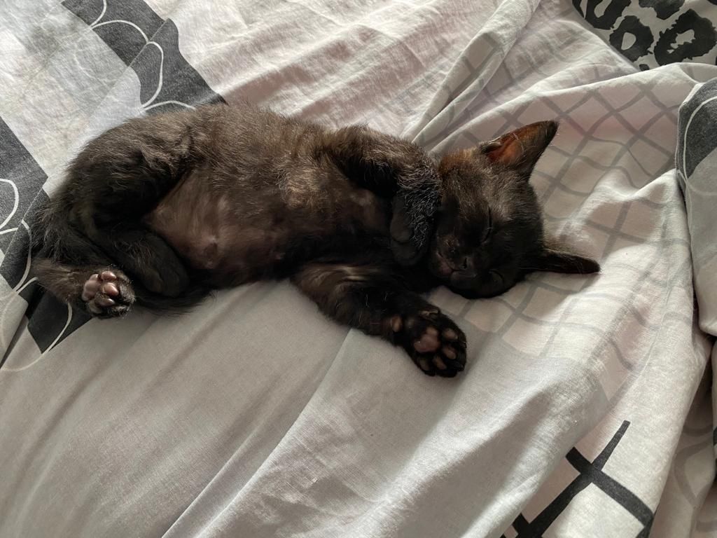 Süse Kitten 11Wochen alt