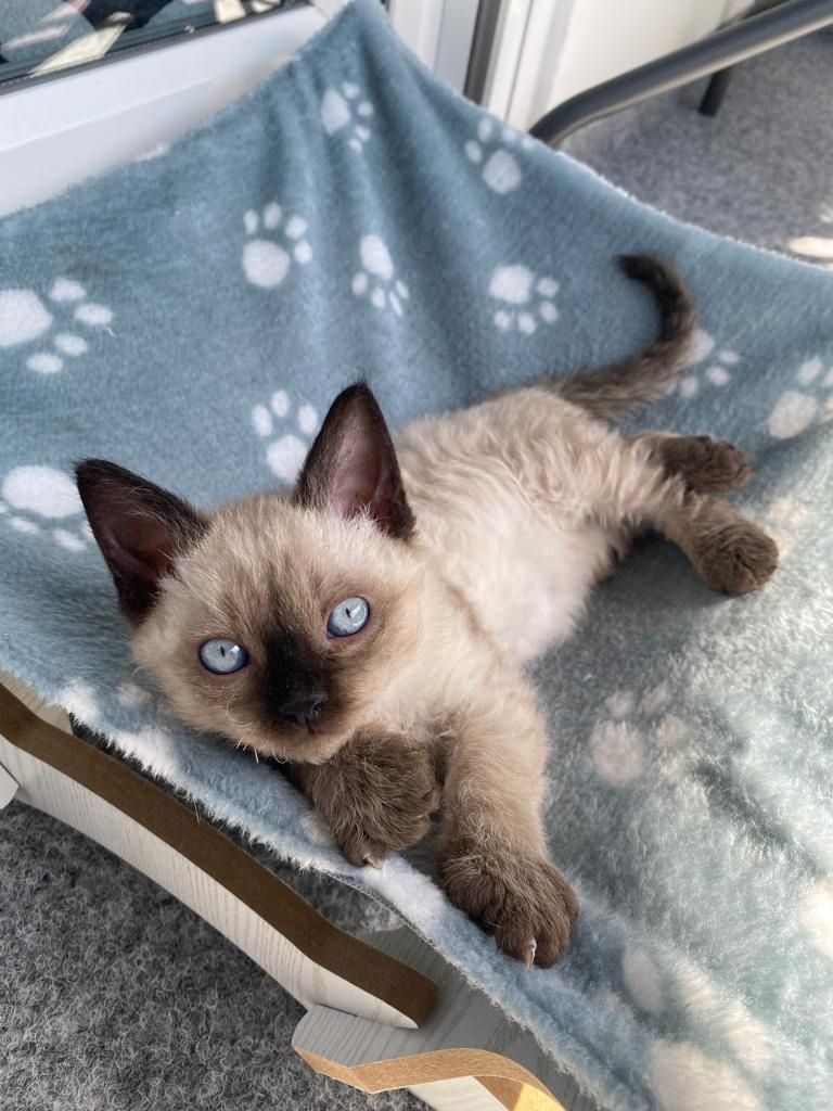 Süse Kitten 11Wochen alt