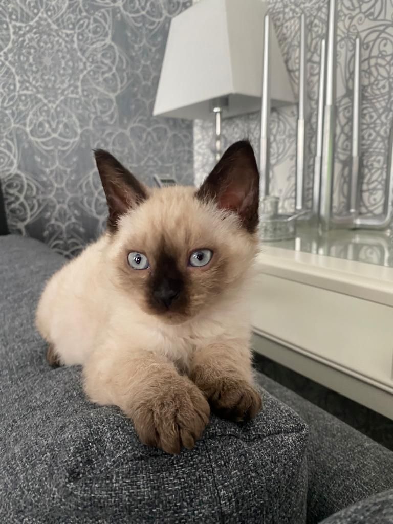 Süse Kitten 11Wochen alt