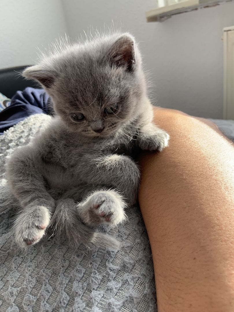 Britisch Kurzhaar kitten Katzenbaby