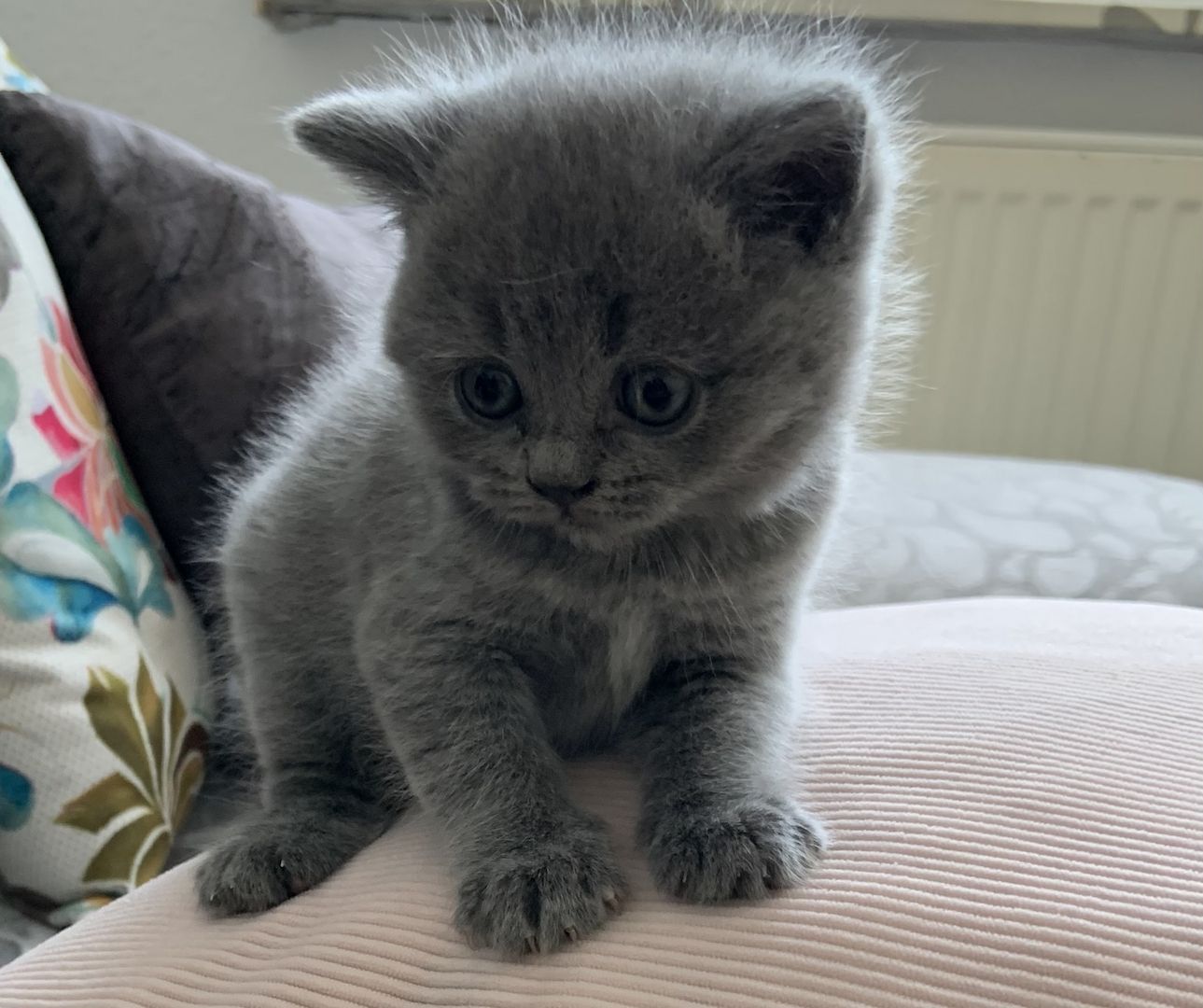 Britisch Kurzhaar kitten Katzenbaby