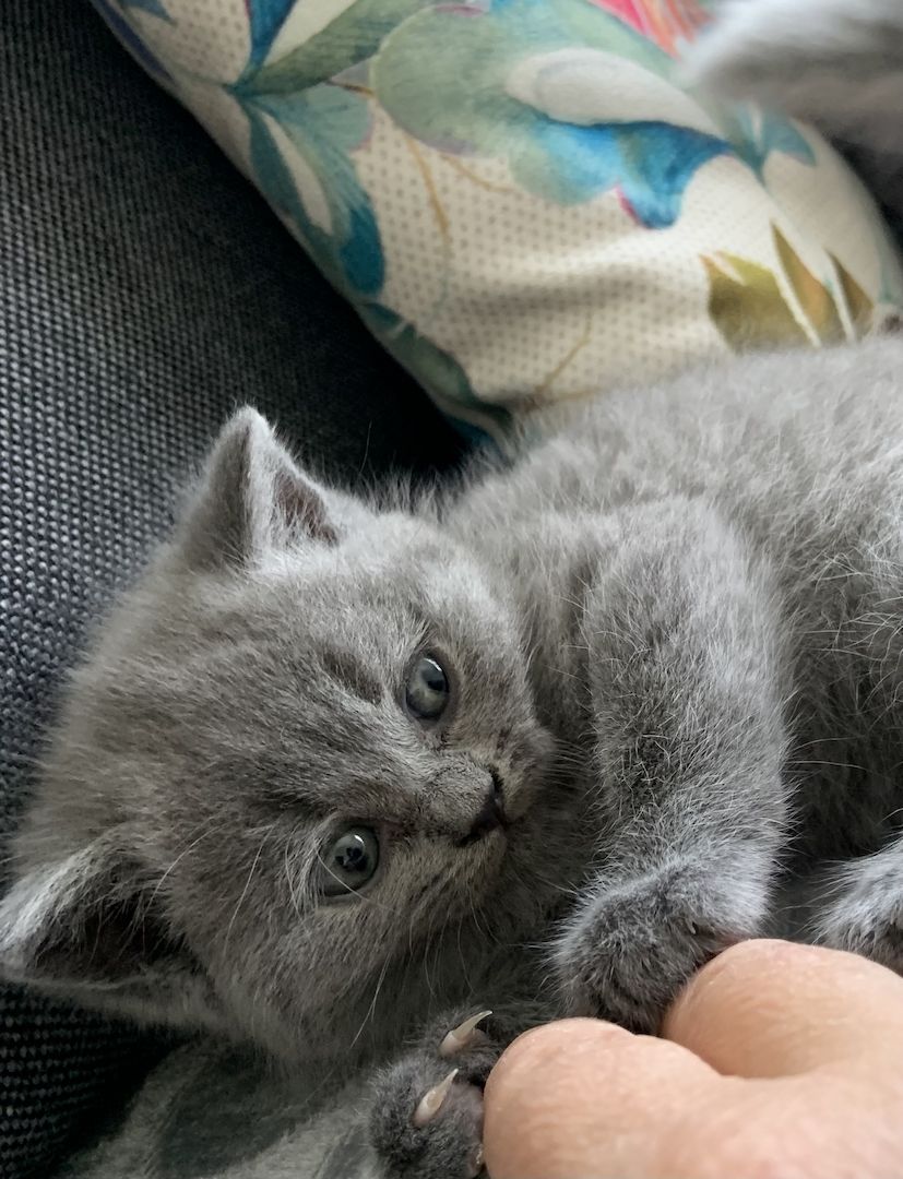 Britisch Kurzhaar kitten Katzenbaby