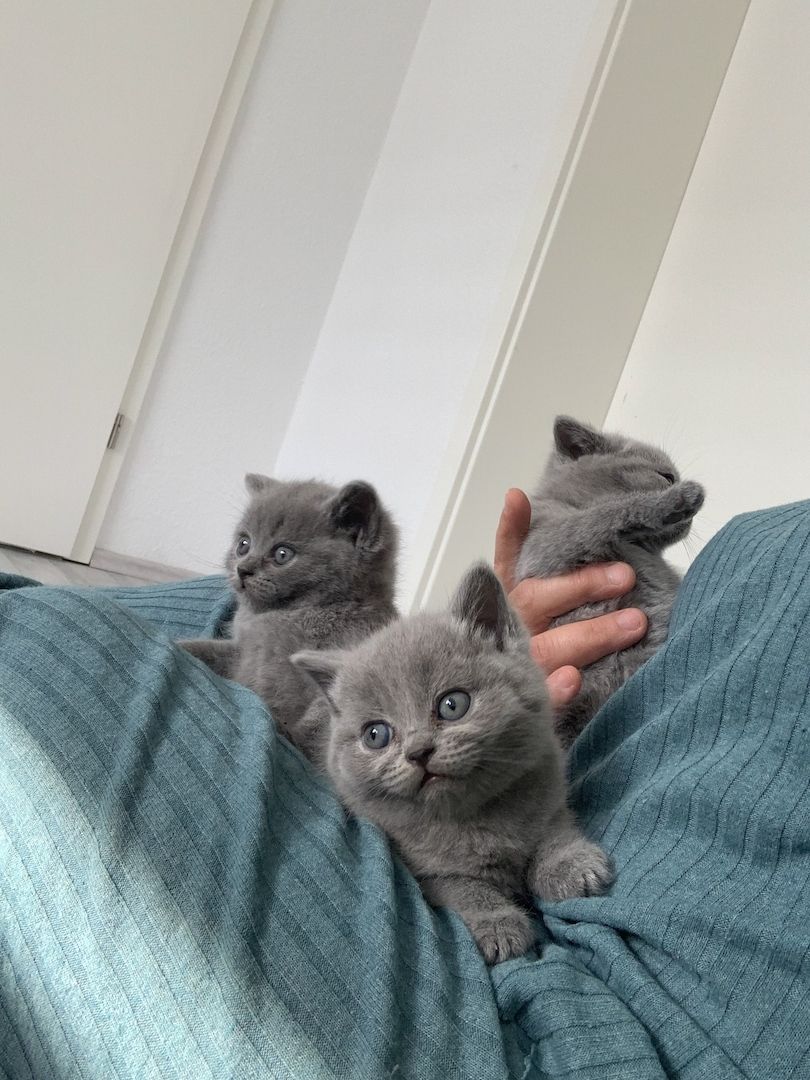 Britisch Kurzhaar kitten Katzenbaby