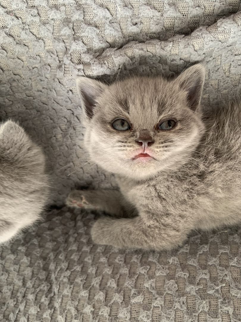 Britisch Kurzhaar kitten Katzenbaby