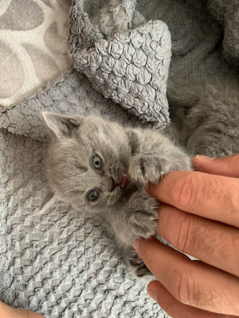 Britisch Kurzhaar kitten Katzenbaby