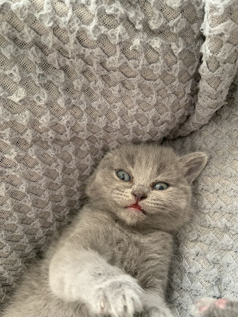 Britisch Kurzhaar kitten Katzenbaby