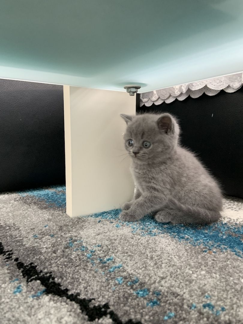 Britisch Kurzhaar kitten Katzenbaby