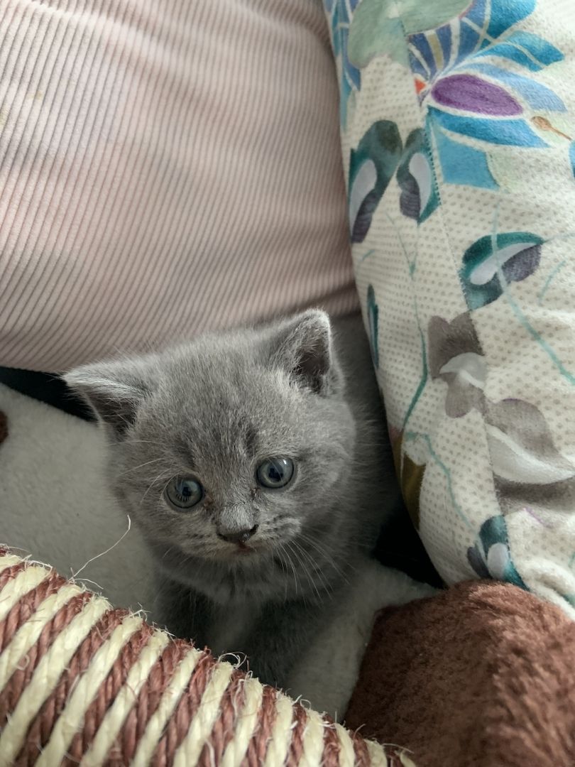 Britisch Kurzhaar kitten Katzenbaby