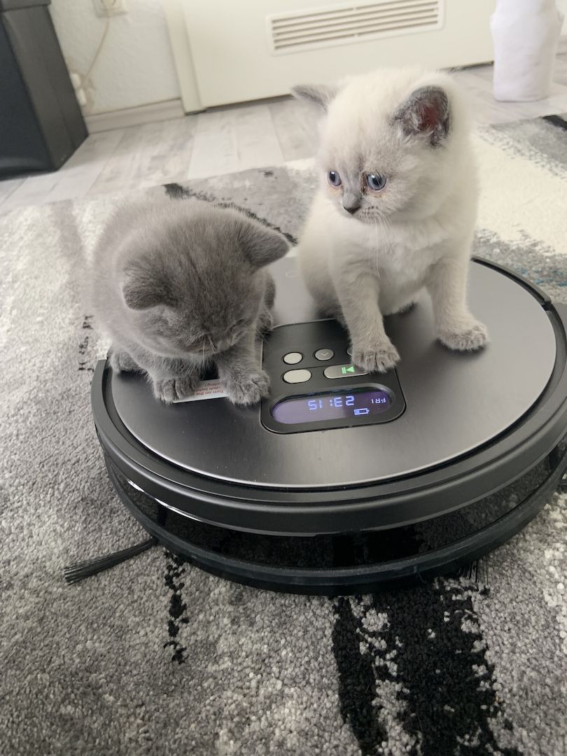 Britisch Kurzhaar kitten Katzenbaby