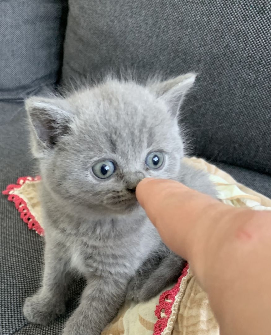 Britisch Kurzhaar kitten Katzenbaby