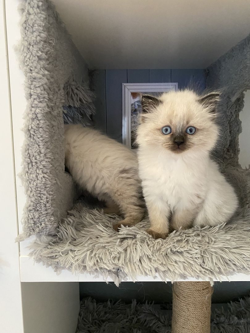 Siam/Maincoon Kitten