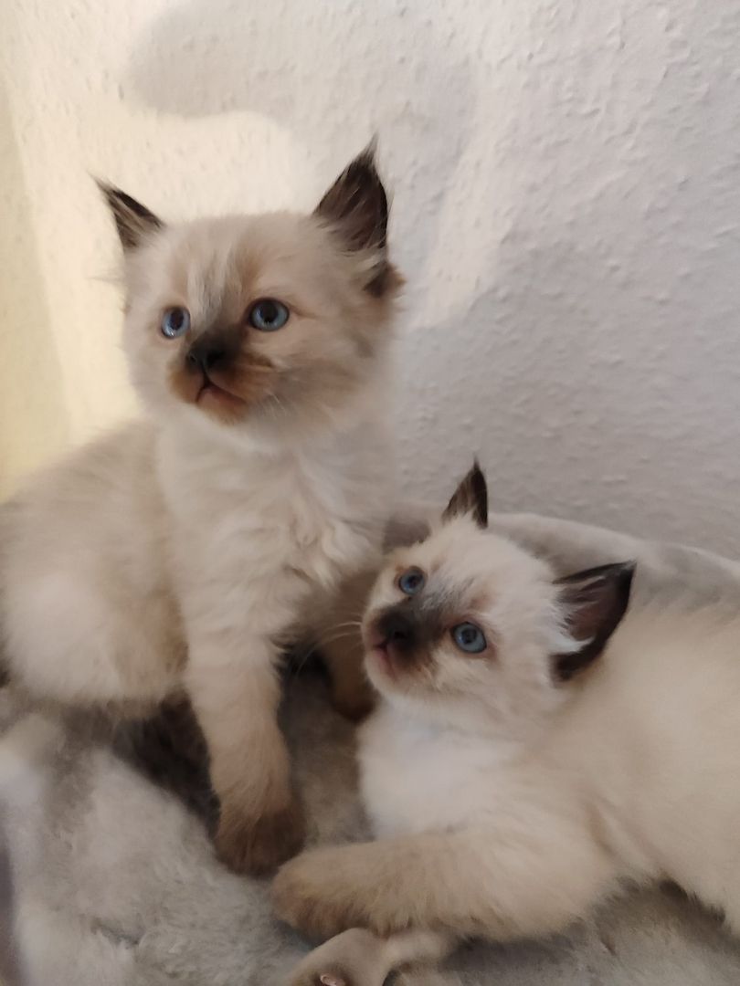 Wunderschöne Siam-Birma Kitten
