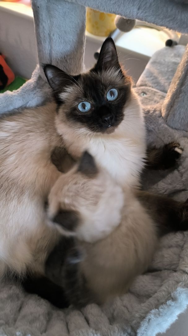 Wunderschöne Siam-Birma Kitten