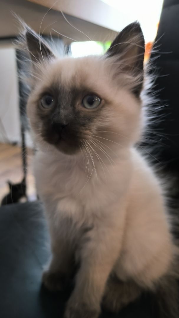 Wunderschöne Siam-Birma Kitten