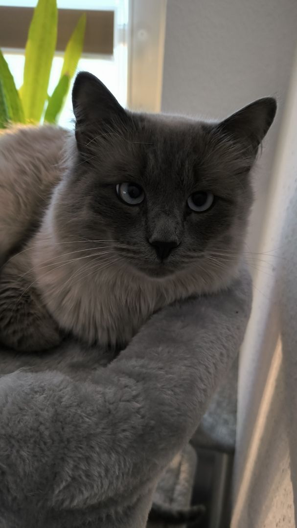 Wunderschöne Siam-Birma Kitten