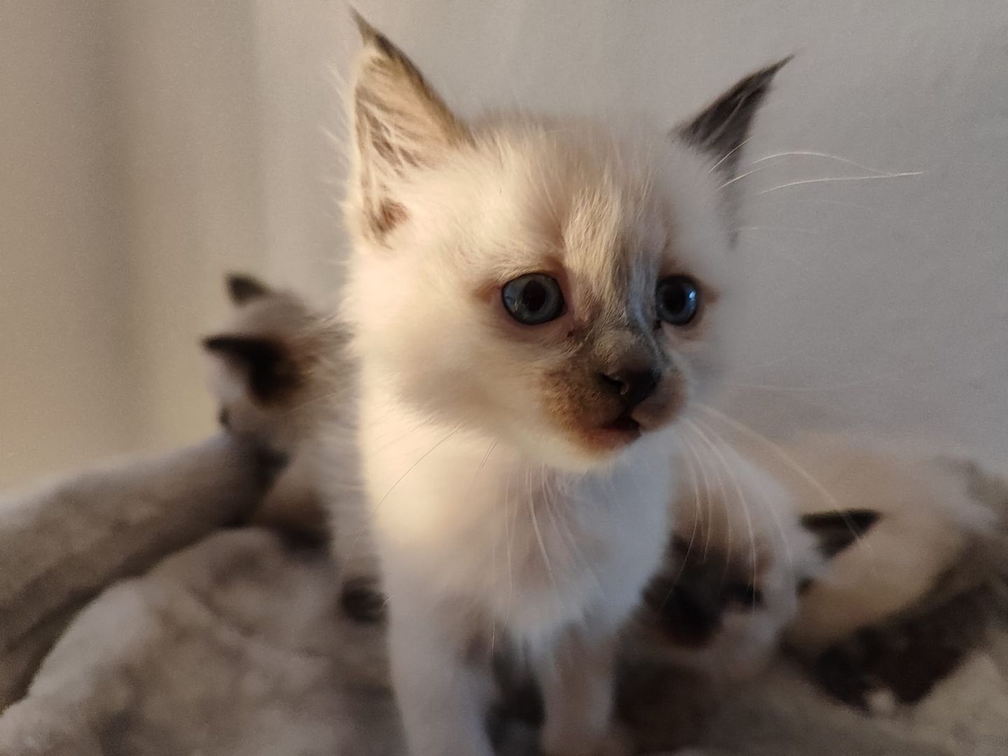 Wunderschöne Siam-Birma Kitten