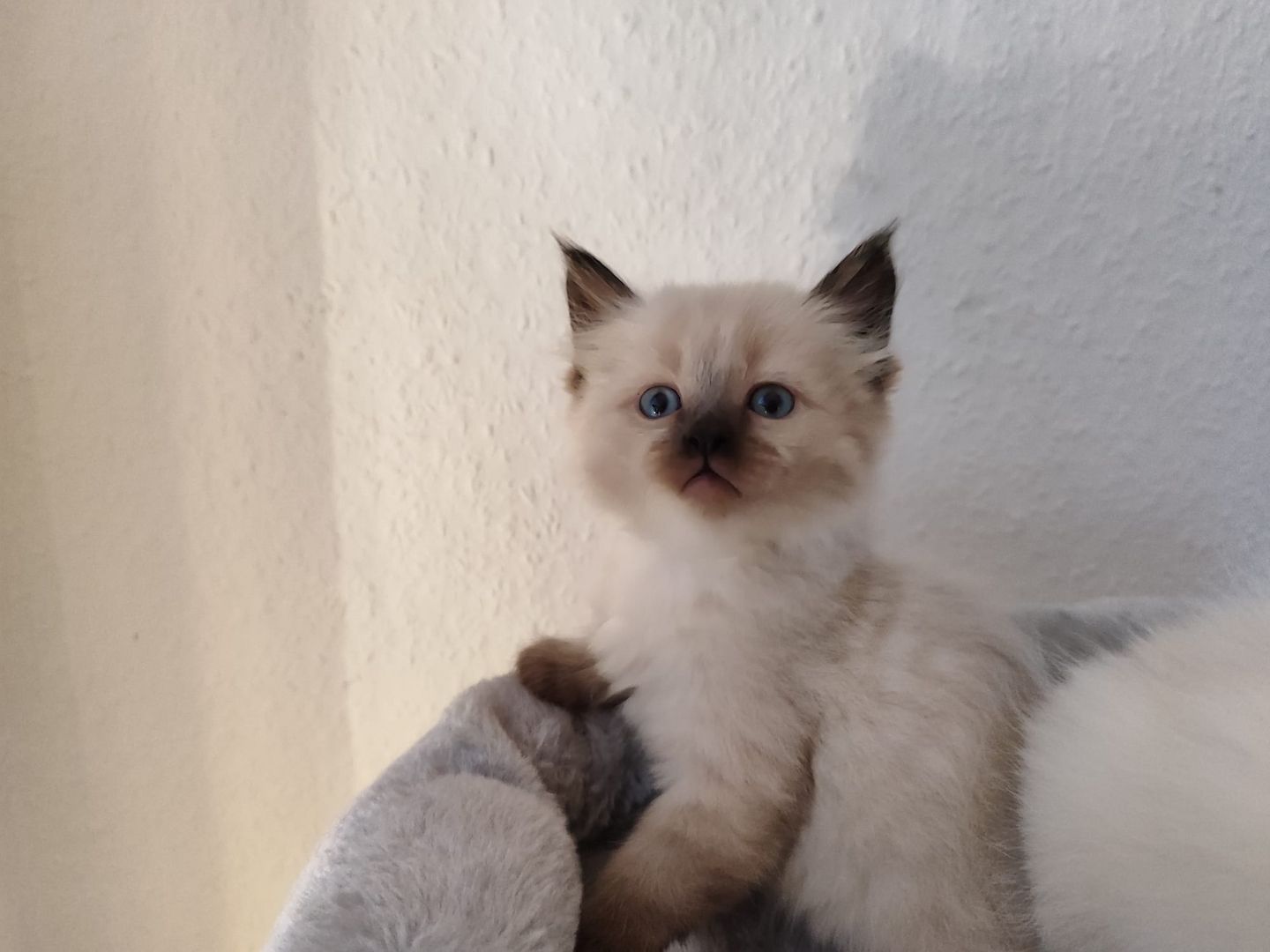 Wunderschöne Siam-Birma Kitten