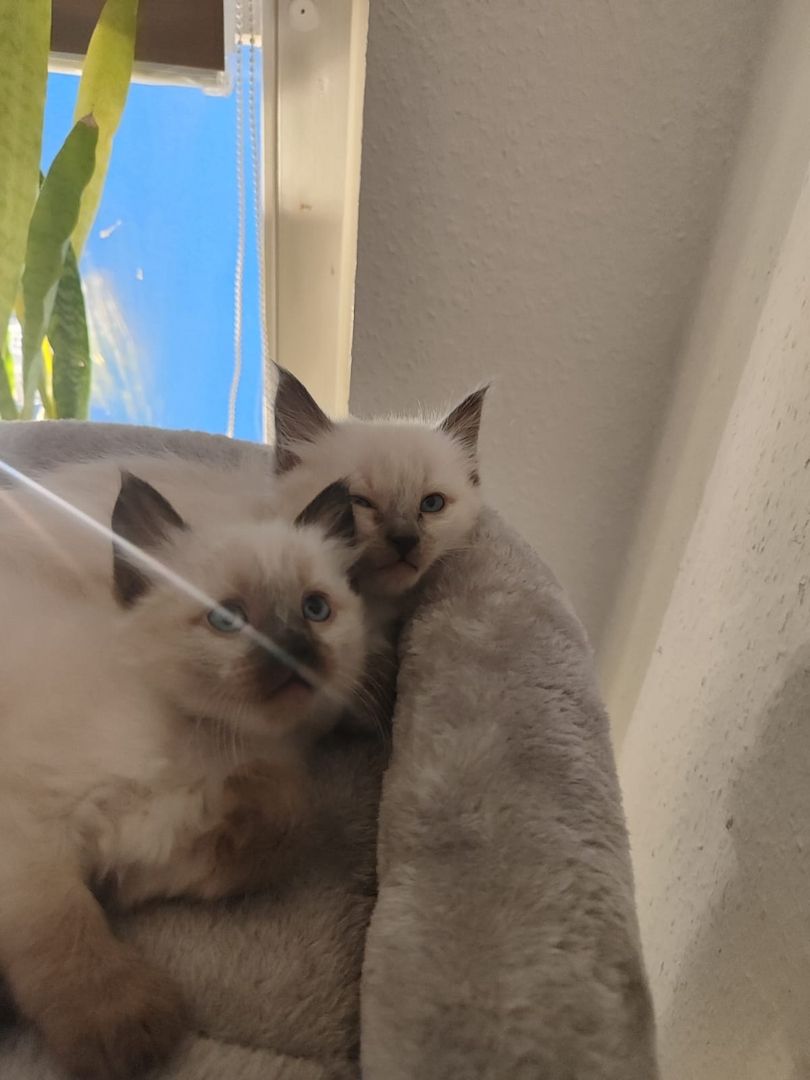 Wunderschöne Siam-Birma Kitten
