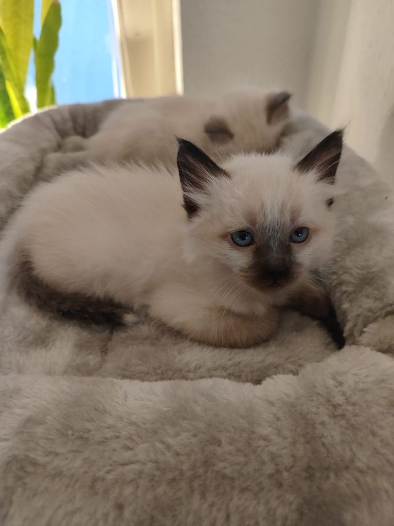 Wunderschöne Siam-Birma Kitten