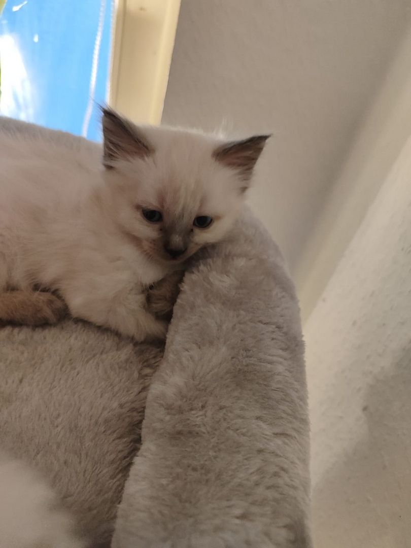 Wunderschöne Siam-Birma Kitten