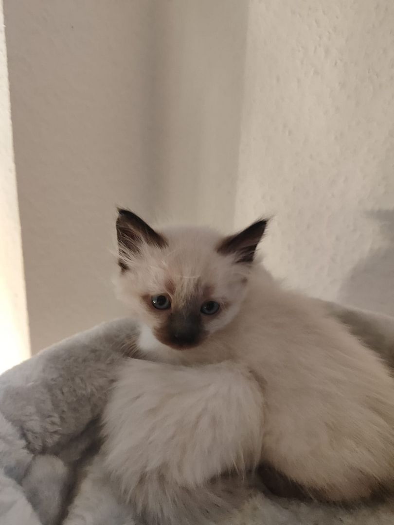 Wunderschöne Siam-Birma Kitten