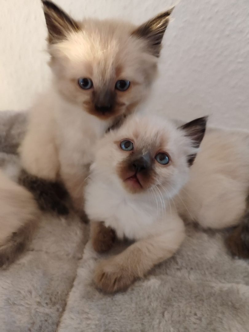 Wunderschöne Siam-Birma Kitten