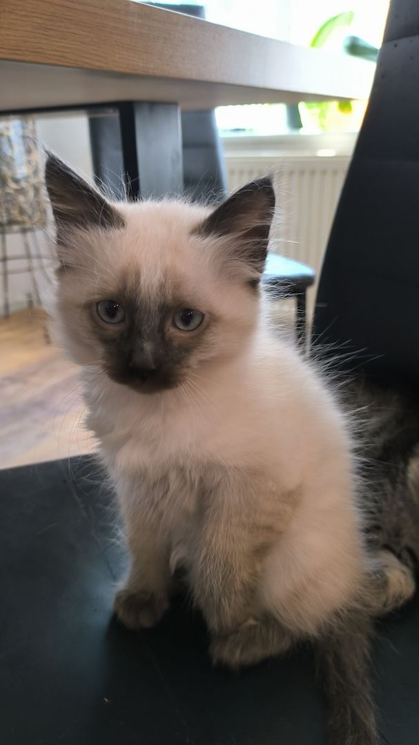 Wunderschöne Siam-Birma Kitten