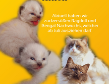 Ragdoll Kitten mit Kinder-TüV