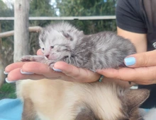 Bengal Kitten mit ruhigem Charakter