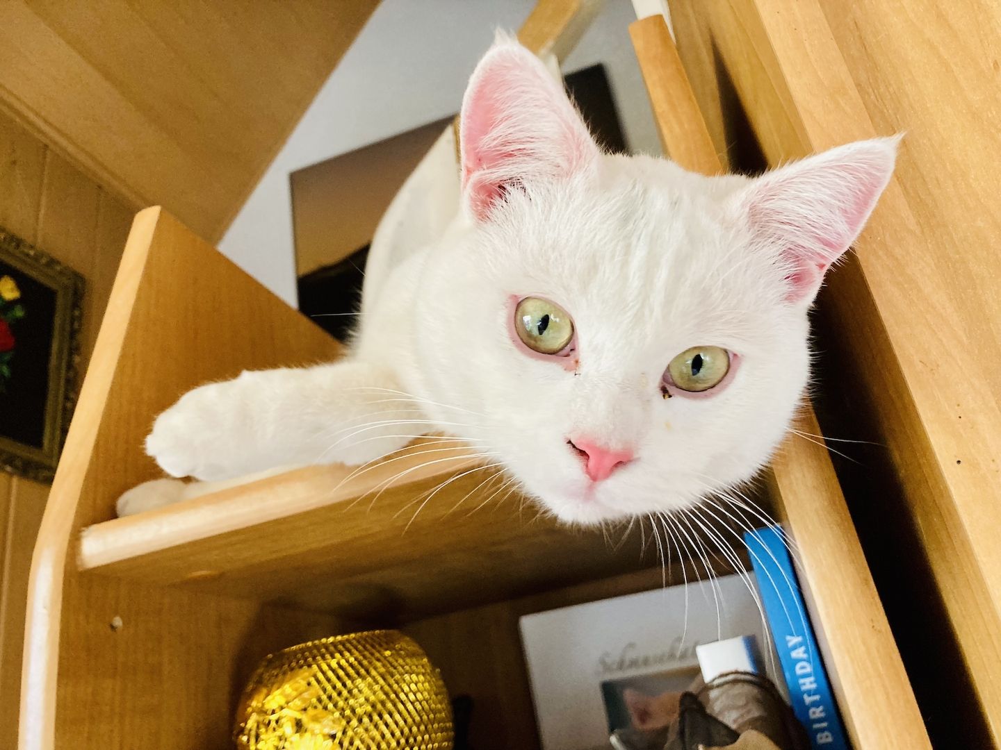 Phillipp- Philly einzigartiger weisser BKH MIX 